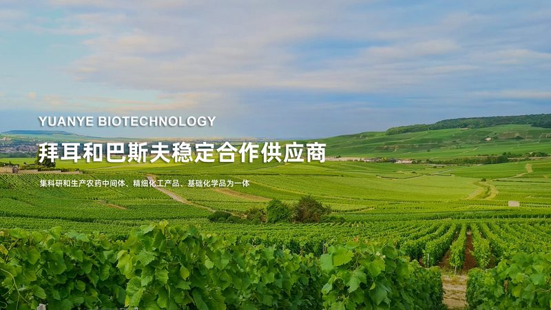 上海CDMO与CMO公司：揭秘背后的差异与选择要点